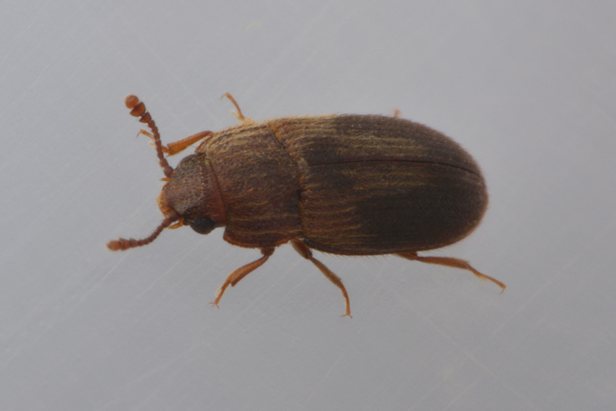 Biphyllidae: Diplocoelus sp?  S, Diplocoelus fagi